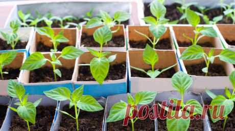 Как вырастить рассаду сладкого перца без пикировки? | Растения