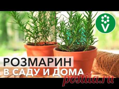 СЕКРЕТЫ РОЗМАРИНА. Как вырастить полезную пряность из черенков и семян