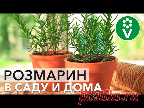СЕКРЕТЫ РОЗМАРИНА. Как вырастить полезную пряность из черенков и семян