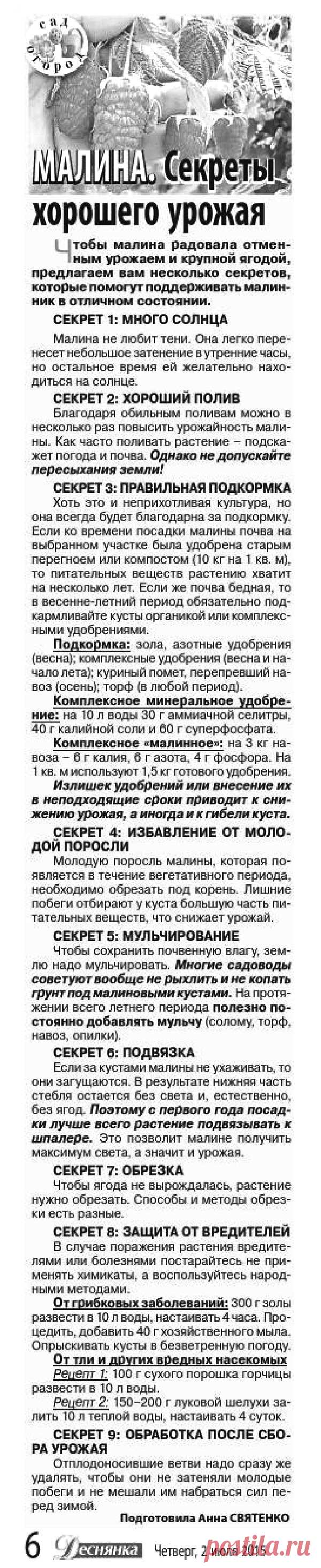 Малина - секреты хорошего урожая