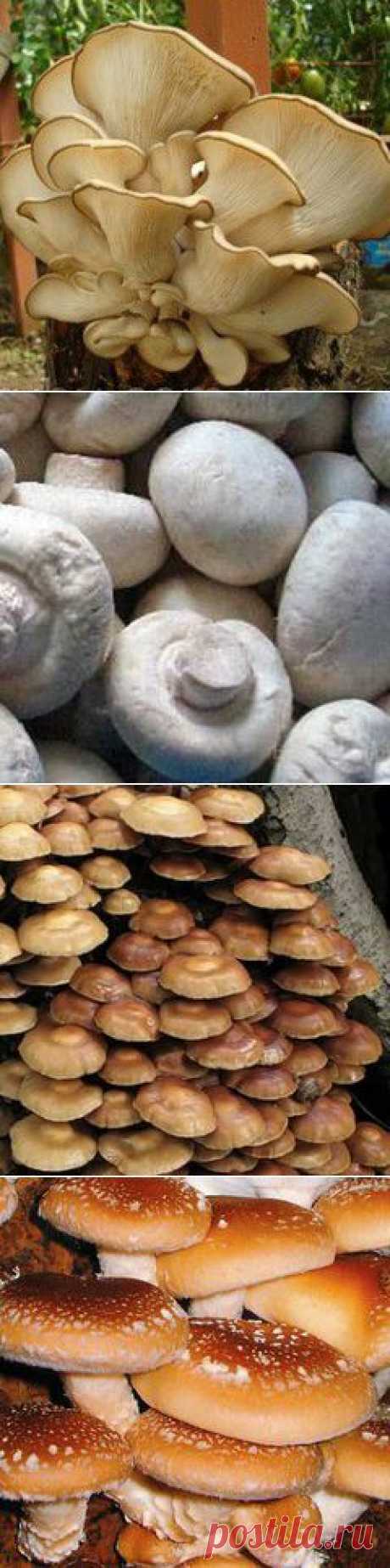 Вешенка, шампиньоны, шиитаке, опята: ценнее мяса, полезнее лекарств