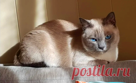 Стесняются ли коты? 😺 Такое возможно? | Котоблог | Яндекс Дзен