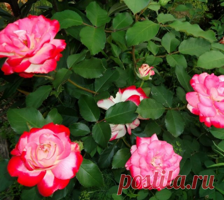 Роза «Жюбиле дю Прэнс де Монако» (Rosa ‘Jubile du Prince de Monaco’)