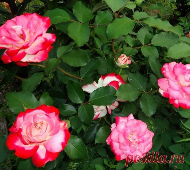 Роза «Жюбиле дю Прэнс де Монако» (Rosa ‘Jubile du Prince de Monaco’)