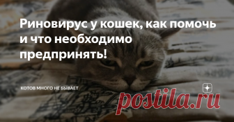 Риновирус у кошек, как помочь и что необходимо предпринять! Простуда у кошки .
Что происходит с питомцем?
Кашель, чиханье и общее ощущение сытости могут повлиять на ваше настроение в зимние месяцы. Ваша кошка также может страдать от тех же симптомов, и хотя она не может заразиться тем же штаммом риновируса, что и вы, если у нее есть склонность к развитию кошачьего варианта. Отведите свою кошку к ветеринару, как только начнется простуда.
Всему свое место!