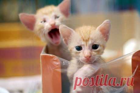 The Three Little Ginger Musketeers - Love Meow Мама, где ты, а?