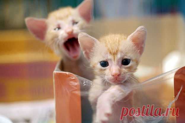 The Three Little Ginger Musketeers - Love Meow