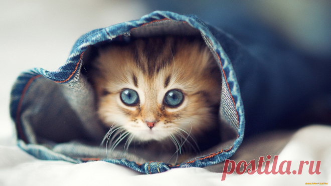 Скачать обои пушистик, животные, коты, котёнок, комочек, шерсти, няшное, существо, да, и, лучший, друг, человека, мур, мяу из раздела Животные, в разрешении 1920x1080