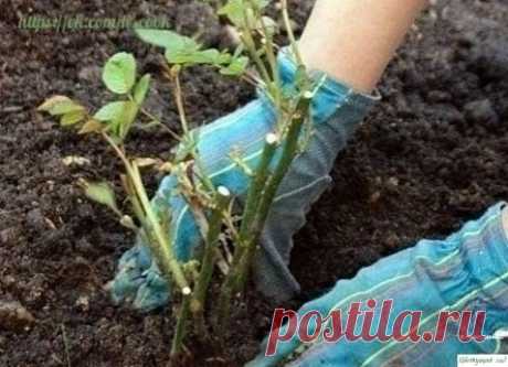 Coветы кaк пpaвильнo oбpезaть poзы