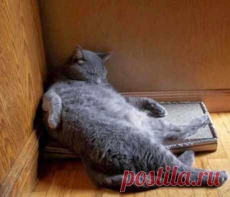 Спящие коты | Life on Photo