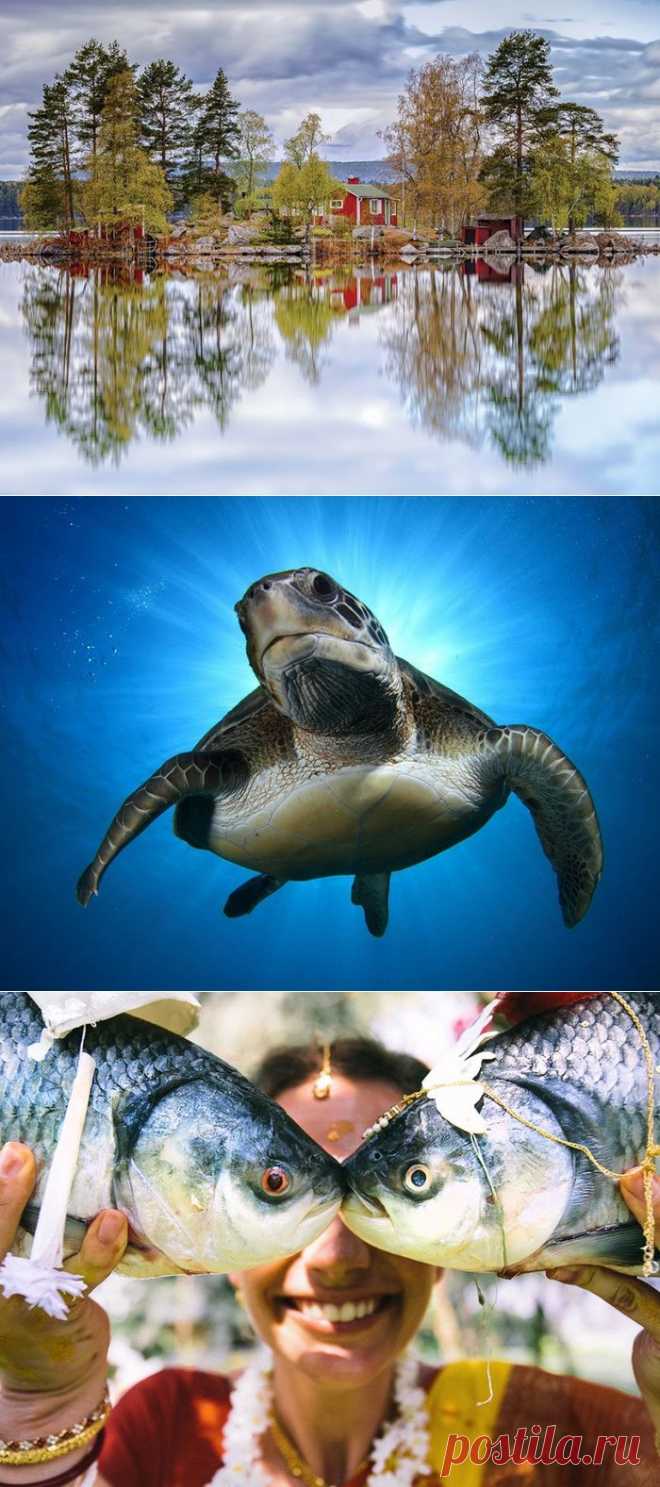 Лучшие фотографии National Geographic ноября 2014