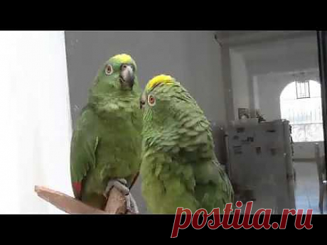 Видео сайта «Улыбнись-ка ! - лучшие приколисты здесь.»