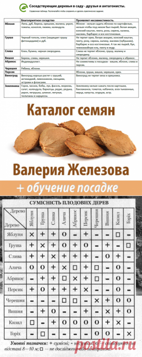 Совместимость плодовых деревьев в Вашем саду.