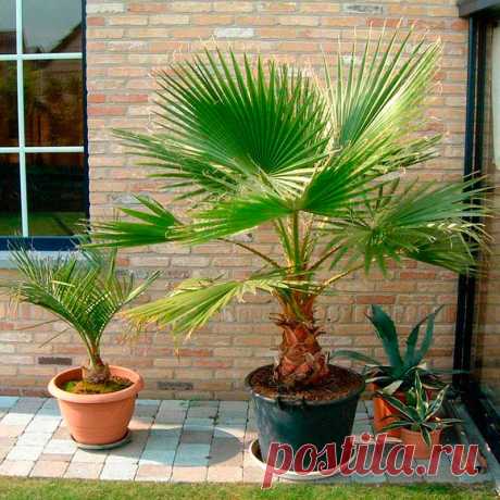 Комнатное растение Вашингтония (Washingtonia). В продаже можно найти вашингтонию нитчатую (W.filifera), темно-зеленые веерообразные листья которой украшают тонкие волокнистые нити. Высота растения в природе может достигать 20 м. Нередко в южных районах эти пальмы выращивают в кадках, которые выставляют на улицу. Цветение в комнатных условиях не наступает. В отличие от большинства пальм, вашингтонии для хорошего самочувствия требуется прохладная зимовка.