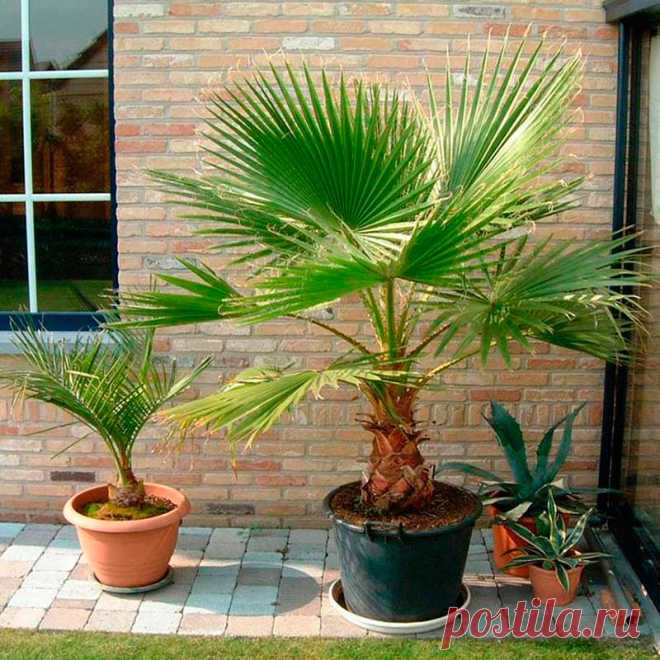 Комнатное растение Вашингтония (Washingtonia). В продаже можно найти вашингтонию нитчатую (W.filifera), темно-зеленые веерообразные листья которой украшают тонкие волокнистые нити. Высота растения в природе может достигать 20 м. Нередко в южных районах эти пальмы выращивают в кадках, которые выставляют на улицу. Цветение в комнатных условиях не наступает. В отличие от большинства пальм, вашингтонии для хорошего самочувствия требуется прохладная зимовка.