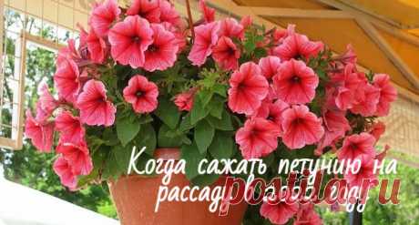 Когда сажать петунию на рассаду в 2022 году: благоприятные дни для посева и пересадки в открытый грунт Когда можно сажать петунию на рассаду в 2022 году в разных регионах по лунному календарю: благоприятные дни для посадки и пересадки в грунт.