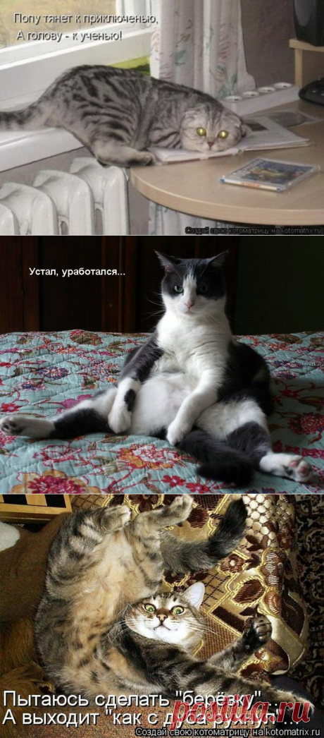 Смешные картинки с надписями про Котэ