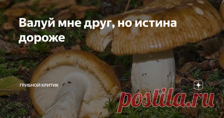 Валуй мне друг, но истина дороже Поганка или гриб для гурманов?
Валуй, он же кульбик, он же бычок, он же сопливик,  он же кулачок  - один из самых неоднозначных грибов российских лесов. Точнее, гриб этот вполне себе однозначен, ибо рос за тысячи лет до появления человека разумного и сейчас продолжает расти, не задумываясь о том, какие эмоции и впечатления он вызывает у людей.
Неоднозначна реакция грибников на него. Для одних он