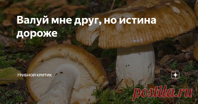 Валуй мне друг, но истина дороже Поганка или гриб для гурманов?
Валуй, он же кульбик, он же бычок, он же сопливик,  он же кулачок  - один из самых неоднозначных грибов российских лесов. Точнее, гриб этот вполне себе однозначен, ибо рос за тысячи лет до появления человека разумного и сейчас продолжает расти, не задумываясь о том, какие эмоции и впечатления он вызывает у людей.
Неоднозначна реакция грибников на него. Для одних он