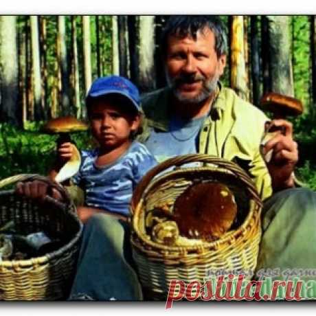 Съедобные, несъедобные, лекарственные грибы описание