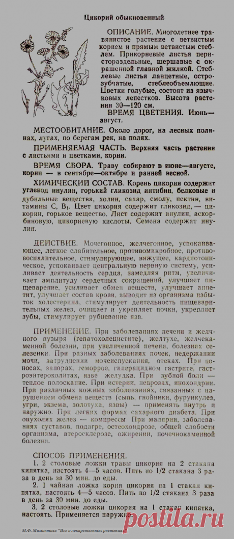 Цикорий обыкновенный