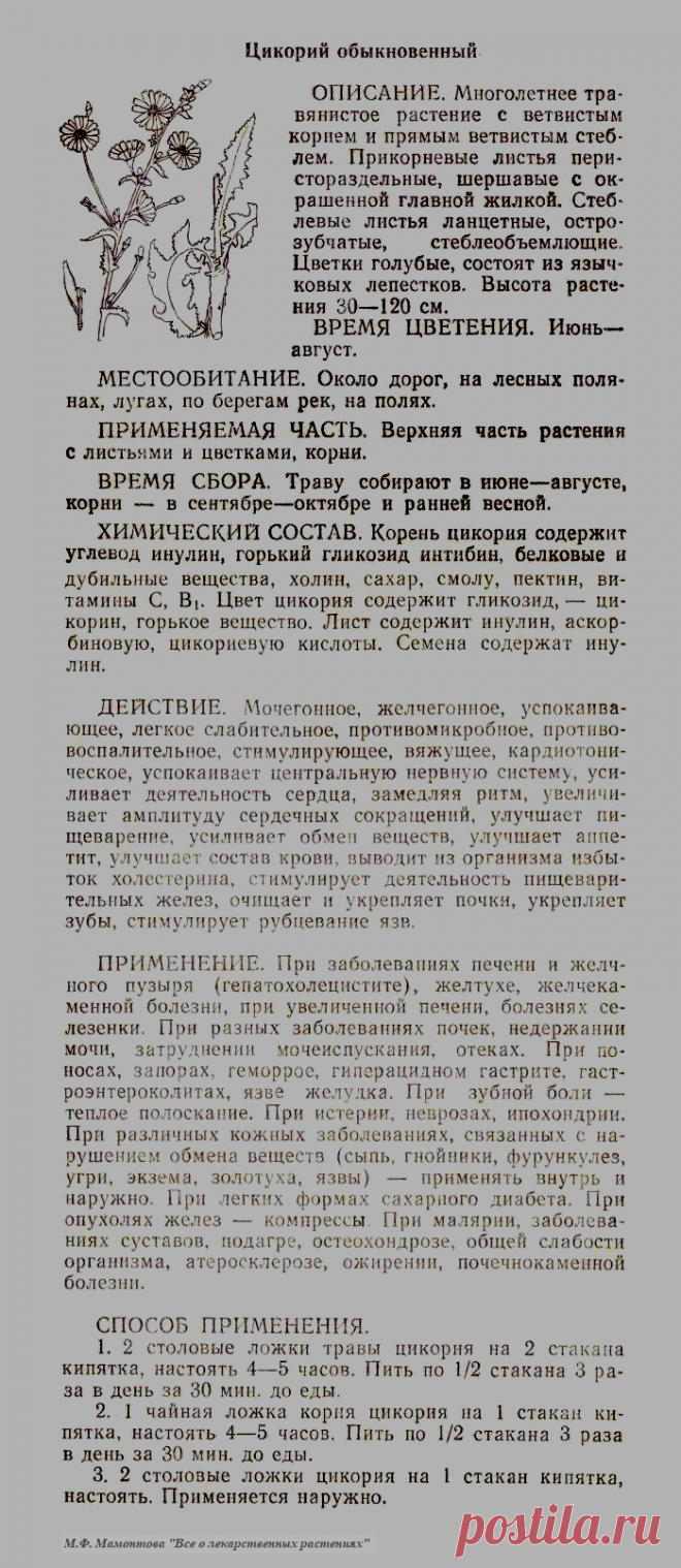 Цикорий обыкновенный
