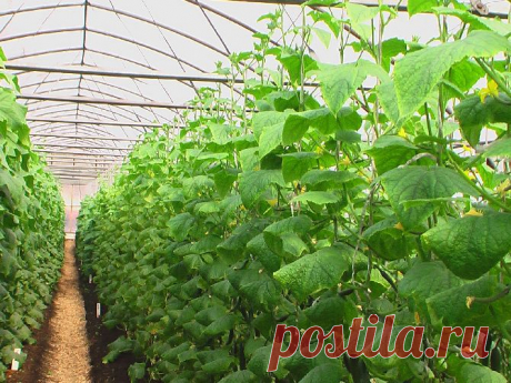 Как выращивать огурцы в теплице правильно | parnik-teplitsa.ru