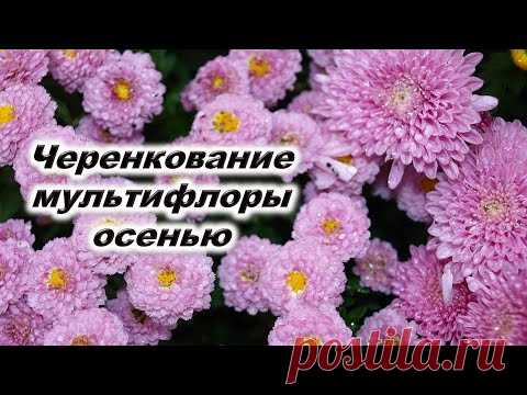 Черенкование хризантемы мультифлора осенью. Какие черенки укореняются В чем укоренять Тепличка для ч
