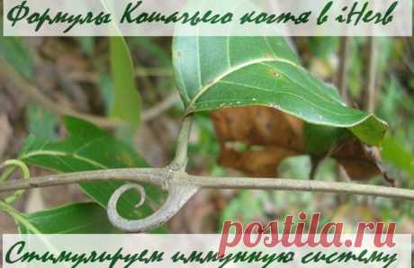 Формулы Кошачьего когтя в iHerb
Стимулируем иммунную систему, укрепляем организм
https://ru.iherb.com/c/cat-s-claw?rcode=JSJ139
Кошачий коготь рекомендован при аллергии, вирусных инфекциях, воспалительных процессах различной локализации и этиологии, также оказывает мощное иммуностимулирующее действие при онкологических заболеваниях, активизируя защитные механизмы организма (уничтожение Т-лимфоцитами клеток новообразований).
Показать полностью…