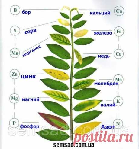 Ландшафтный дизайн. Мой сад. — Разное | OK.RU