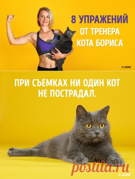 8 способов заменить спортзал одним котом