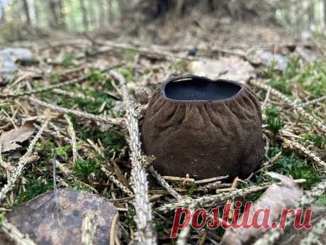 Какие грибы нельзя собирать весной в лесах Центра России и почему | Книга Грибов | Дзен