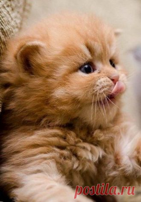 Cute Kittens Archives - Go Cute Kitty!