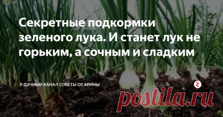 Секретные подкормки зеленого лука. И станет лук не горьким, а сочным и сладким О том, как сажать этот овощ мы рассказывали в предыдущих статьях, сегодня поговорим о том, как ухаживать за зелёным луком. Всем хочется себя радовать сочными зелёными перьями лука, ведь и салат и окрошка и другие блюда без зеленого лука не вкусны. А что делать огородникам, если перья зеленого лука перестали быть сочными, кончики начали желтеть? Ну конечно не отчаиваться, а приниматься за исправлен