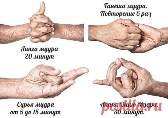 Мудры для здорового сердца.1. Линга Мудра. Практикуйте ее натощак не менее 20 минут. Сядьте в позу лотосы, вытяните руки вперед, сцепите пальцы в замок. Поднимите большой палец левой руки к потолку. Используя большой и указательный пальцы правой руки оплетите большой палец левой руки.Вдохните и выдохните.2. Ганеша Мудра. Сядьте в падмасану. Вытяните руки и положите на бедра. Поднимите обе руки и держите их на уровне груди у сердца.Ладонь левой руки должна быть обращена на