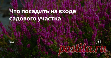 Что посадить на входе садового участка Входная зона должна нас радовать не только летом, но и зимой. Конечно задача непростая, но разрешимая. Перед любым забором остаётся небольшой клочок земли, который бывает так не хочется запускать. Можно высаживать лианы, кустарники, однолетние и многолетние цветы.
Если нет забора из кустов можно создать плотную живую изгородь, либо посадить несколько кустов. Для этого у кустарников нужно