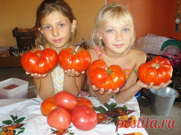 Золотые правила высокого урожая помидоров...