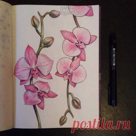 ​Рисуем орхидеи цветными карандашами Рисуем орхидеи цветными карандашамиМало какие цветы могут тягаться с красотой орхидей.