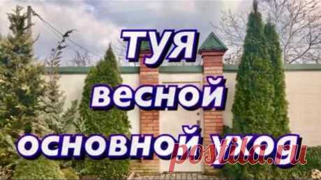 Как восстановить тую после зимы. Туя Смарагд. Туя Брабант.