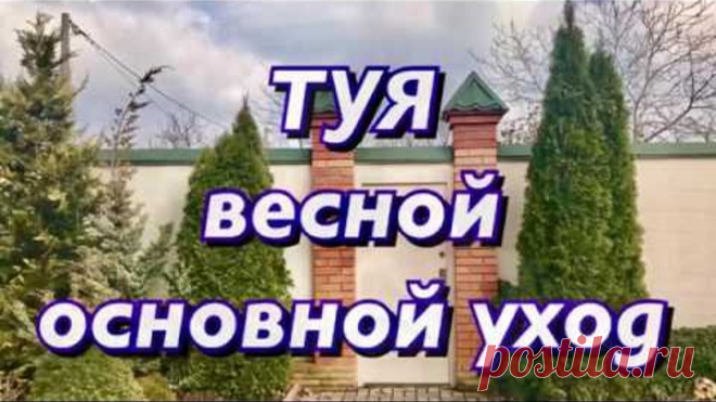 Как восстановить тую после зимы. Туя Смарагд. Туя Брабант.