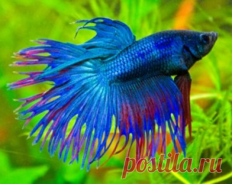 Бетта бойцовая обыкновенная или Петушок (Betta splendens)-AKVARIYM - сайт об аквариумных рыбках и растениях