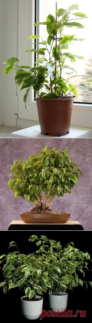 Фикус Бенджамина | Flora In Home