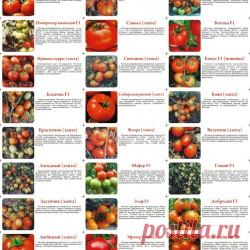 САД, ЦВЕТНИК И ОГОРОД. Рекомендуемые сорта томатов