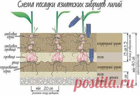Когда пересаживать лилии | ШАГ НАВСТРЕЧУ