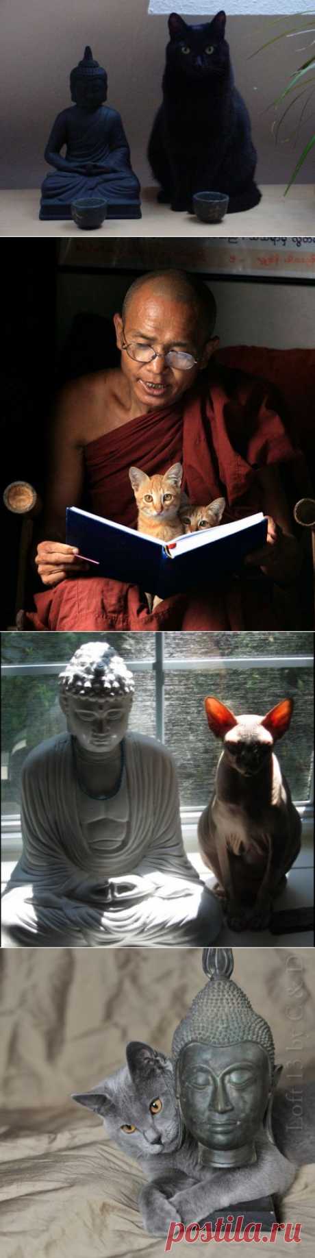 Коты, оказывается, буддисты | Дай лапку