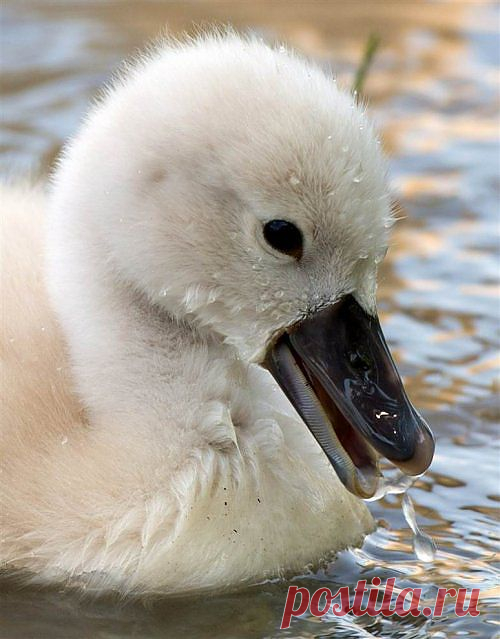 original.jpg (500×639)