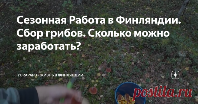 Сезонная Работа в Финляндии. Сбор грибов. Сколько можно заработать?