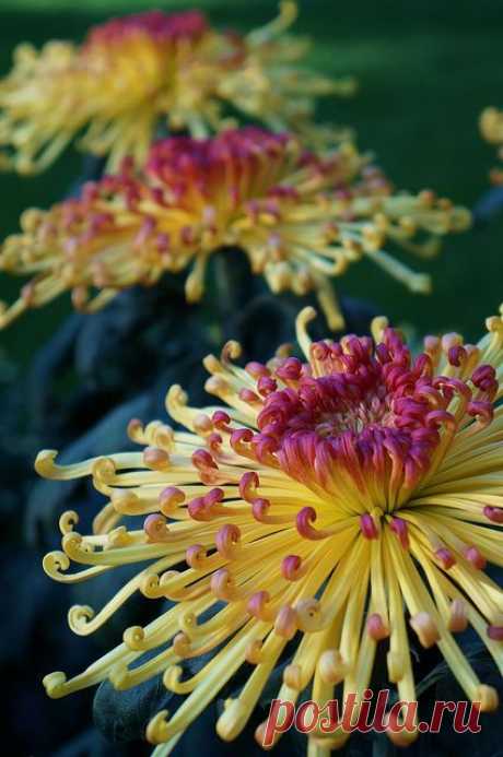 Chrysanthemum 'Lava'