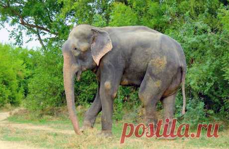 Как плакал слон Раджу, спасённый после 50 лет издевательств | НАШ ГОРОДОК