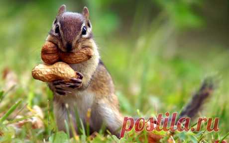 Images Animals Wallpapers (23 Wallpapers) – Adorable Wallpapers
